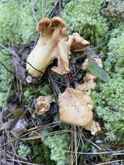 Cantharellus flavolateritius