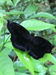 Achlyodes busirus rioja