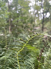 Homalosorus pycnocarpos