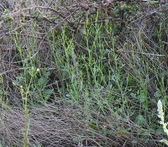 Rumex induratus