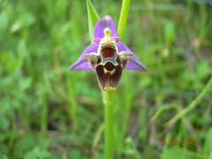 Ophrys oestrifera