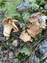 Cantharellus flavolateritius