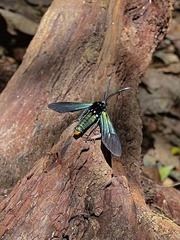Insecta