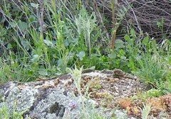 Rumex induratus