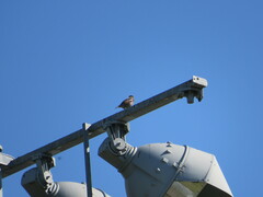 Sturnus vulgaris