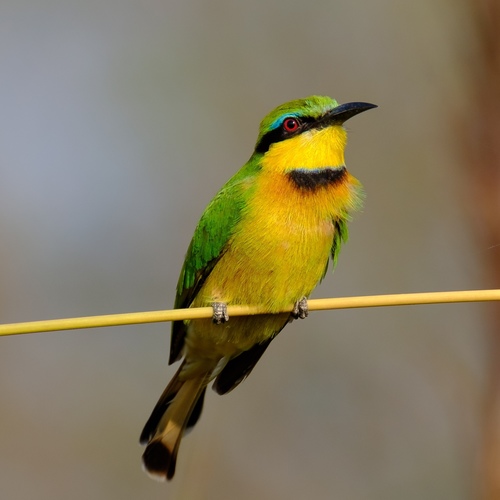 Little Bee-eater