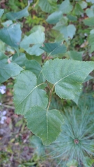Betula cordifolia