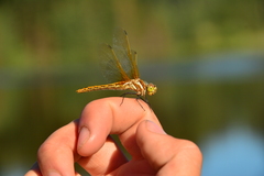 Sympetrum madidum