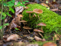 Simocybe centunculus