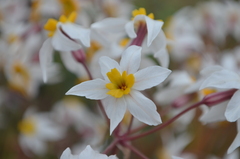Leucocoryne coronata