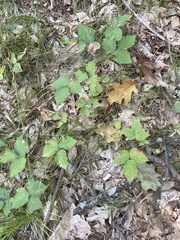 Rubus flagellaris