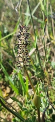 Wurmbea spicata