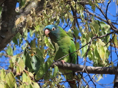 Thectocercus acuticaudatus