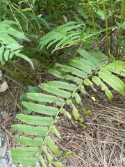 Homalosorus pycnocarpos