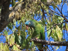 Thectocercus acuticaudatus