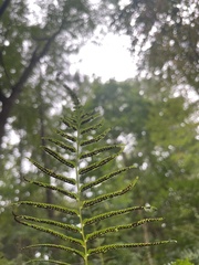 Homalosorus pycnocarpos