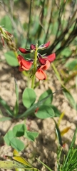Indigofera discolor