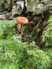 Cantharellus corallinus