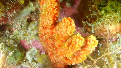 Ptilocaulis walpersii