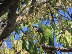 Thectocercus acuticaudatus