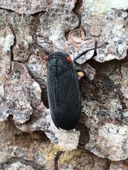 Acraephia perspicillata