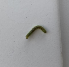 Heliothis peltigera