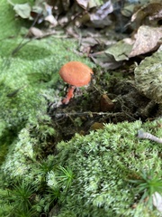 Cantharellus corallinus