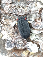 Acraephia perspicillata