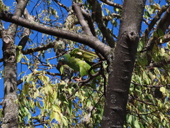 Thectocercus acuticaudatus