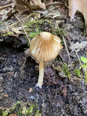 Inocybe