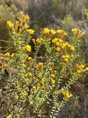 Oedera squarrosa