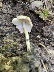 Inocybe