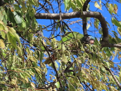 Thectocercus acuticaudatus