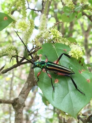 Callichroma seiunctum