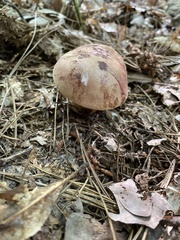 Caloboletus firmus