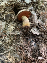 Caloboletus firmus