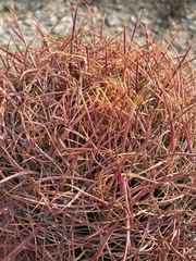 Ferocactus cylindraceus