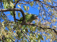 Thectocercus acuticaudatus