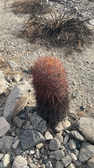 Ferocactus cylindraceus