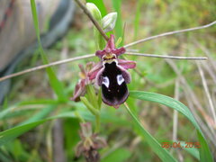 Ophrys reinholdii