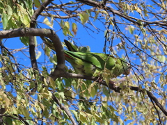 Thectocercus acuticaudatus