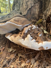 Ganoderma brownii