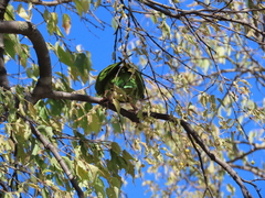 Thectocercus acuticaudatus