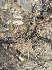 Cylindropuntia ramosissima