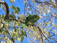 Thectocercus acuticaudatus