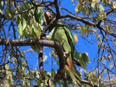 Thectocercus acuticaudatus