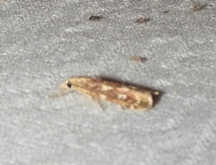 Occidentalia comptulatalis