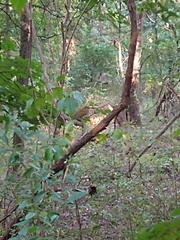 Hylocichla mustelina