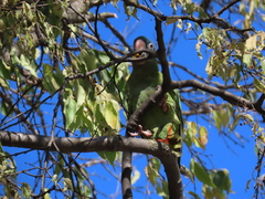 Thectocercus acuticaudatus