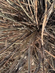 Hoffmannseggia microphylla